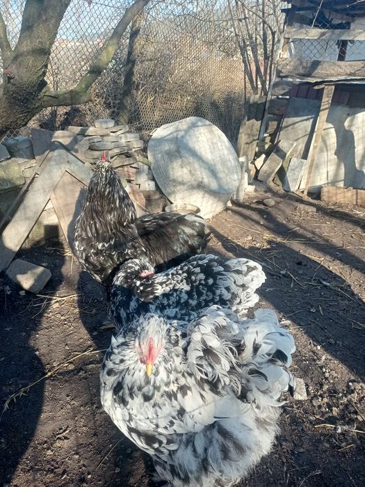 Кохінхін мраморний інкубаційне яйце мрамурний