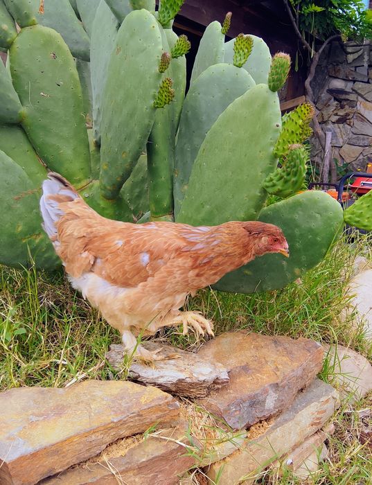 Galinhas e pintos e Ovos galados