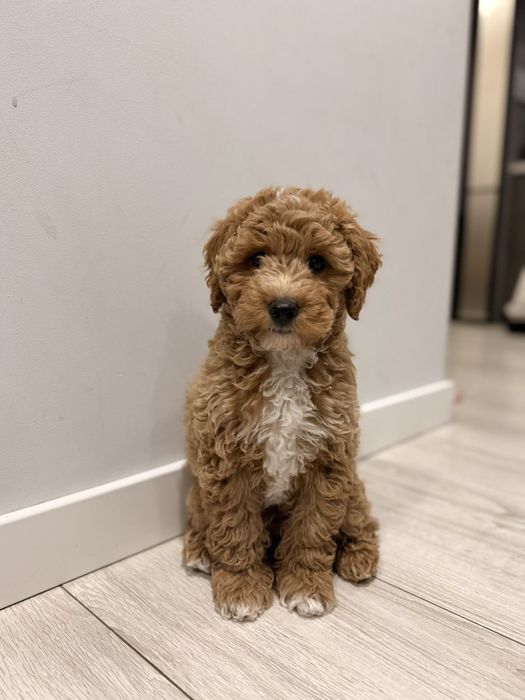 Терміново!!! Продаж міні мальтипу