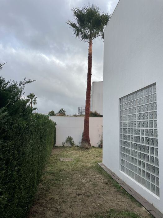 Limpeza de terrenos. Poda, cote e abate de arvores, palmeiras e jardinagem