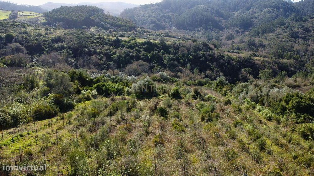 Terreno Agrícola com Vinha 4562 m² – Chanca, Sobral da Abelheira — Mafra, Lisboa