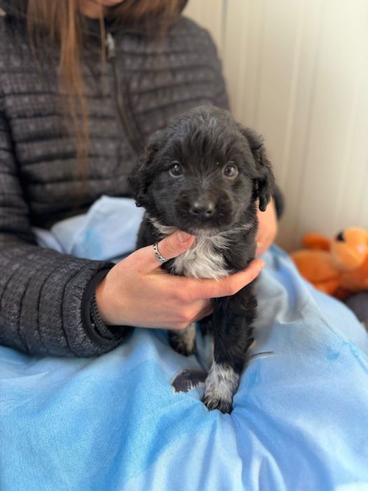 Kminek maluszek szuka domku