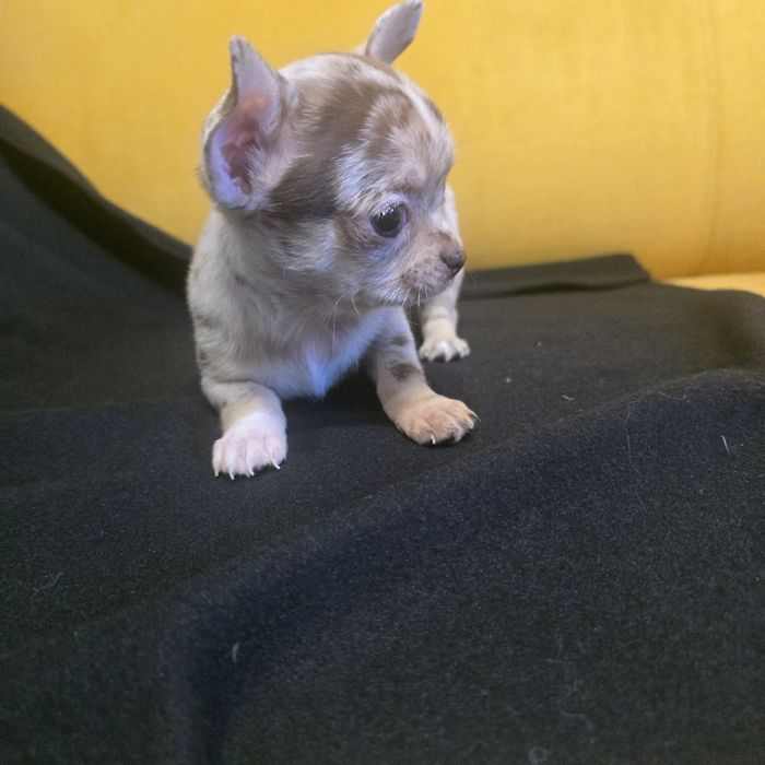 Chihuahua samiec choco merle
