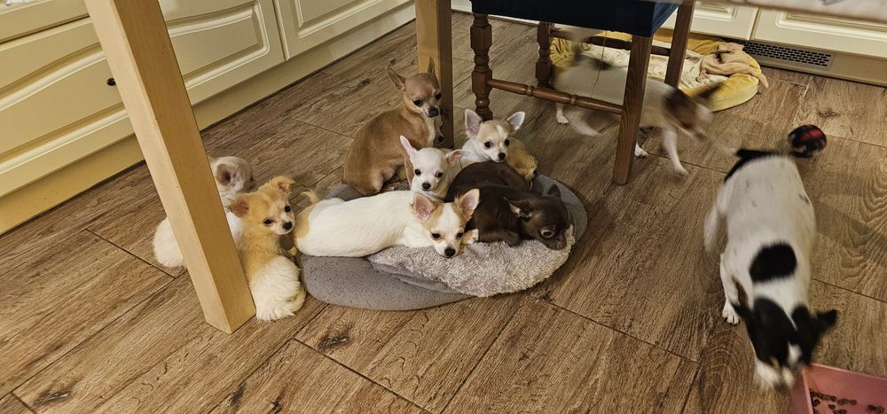Rysiu gotowy do odbioru chihuahua Łążynek