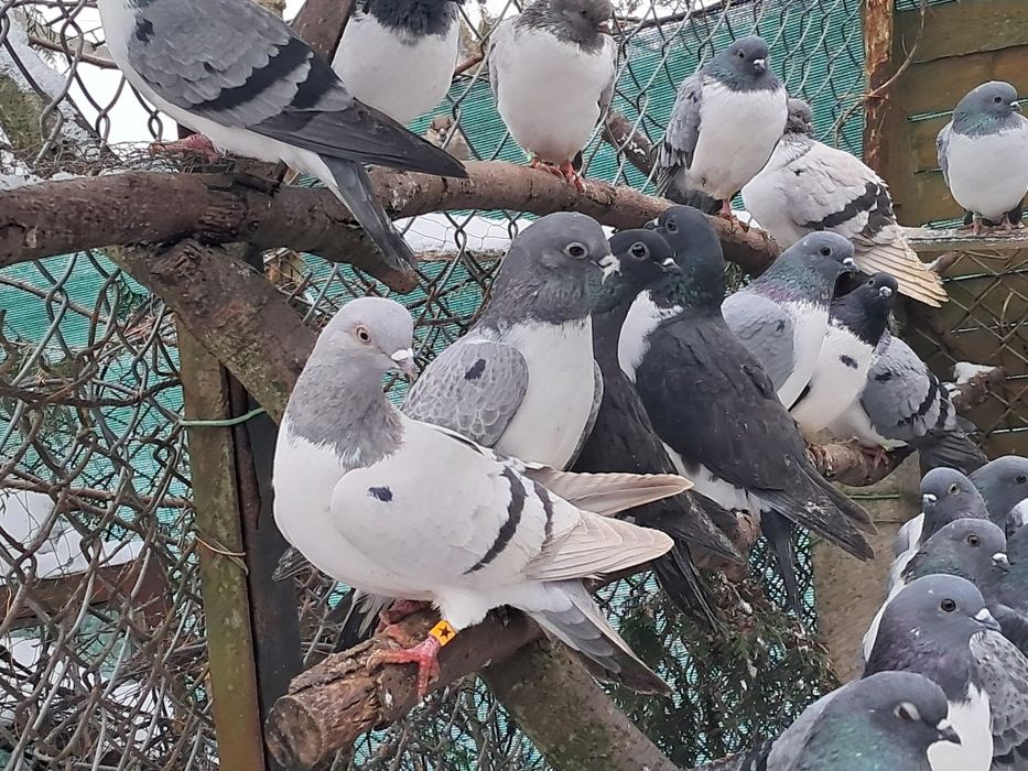 Sprzedam gołębie