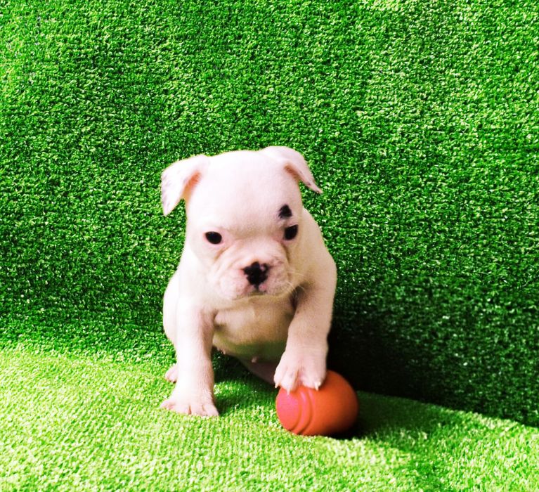 Fêmea bulldog francês