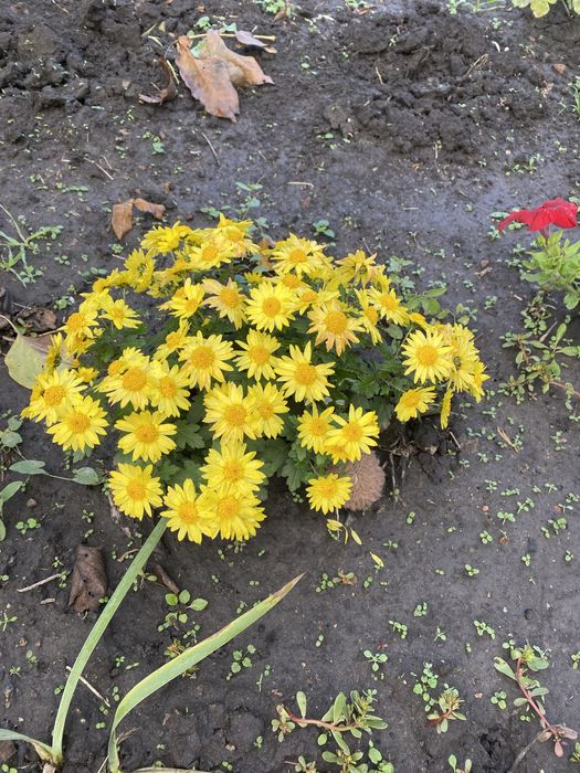 Хризантема мультифлора маточичний кущ