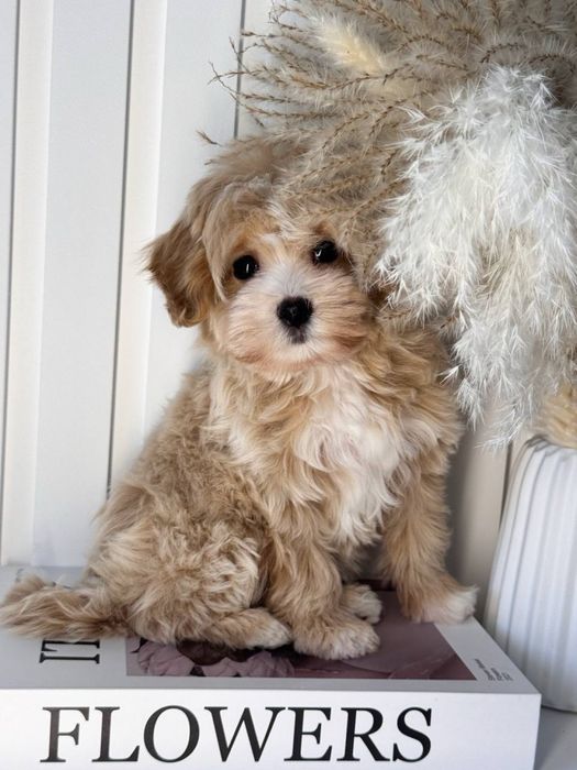 Мальтіру стандарт 4кг буде дорослим