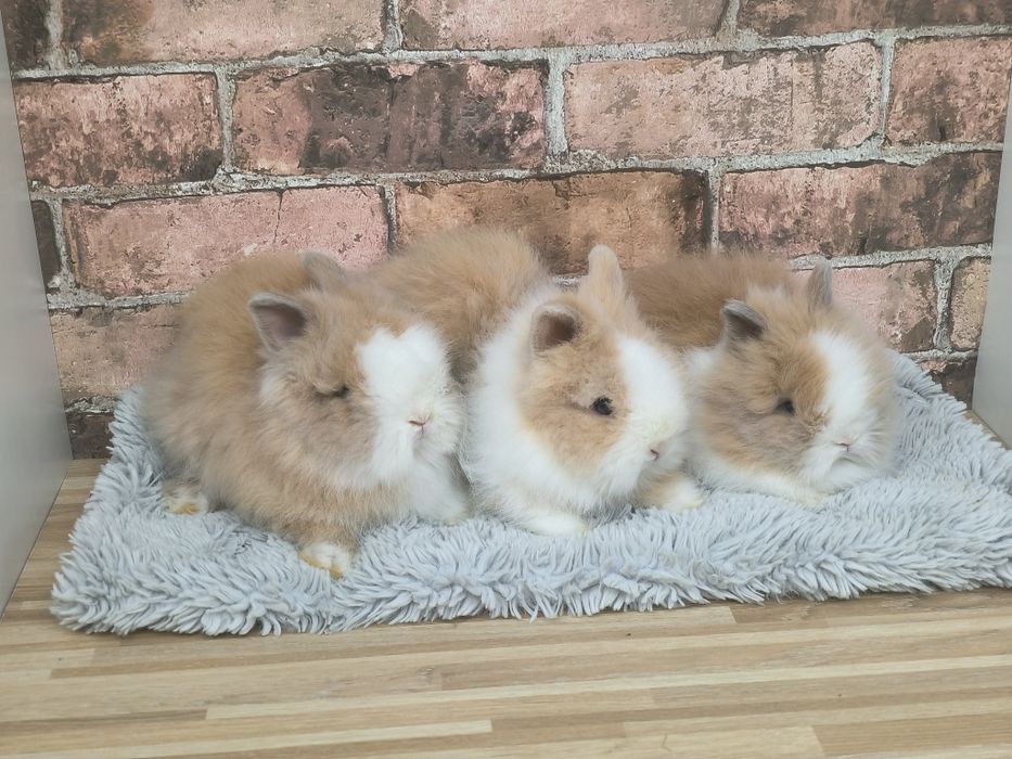 Króliczki karzełki Teddy mini króliki metryka
