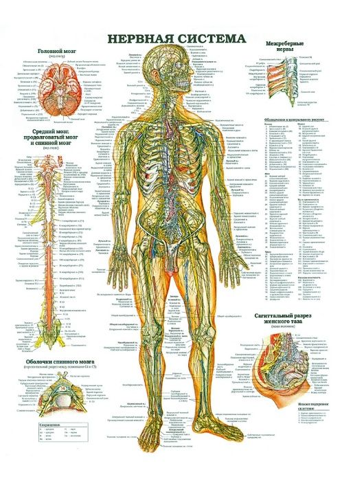 Продам Анатомические и медицинские плакаты