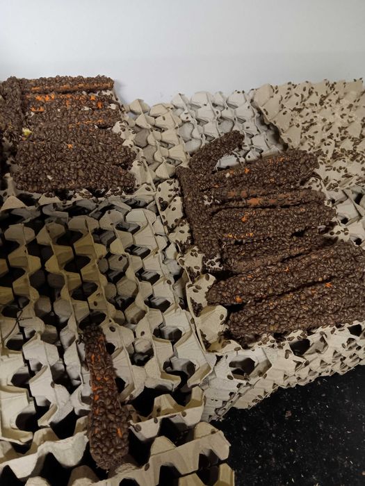 Sprzedam Wyleg Karaczana Argentynskiego