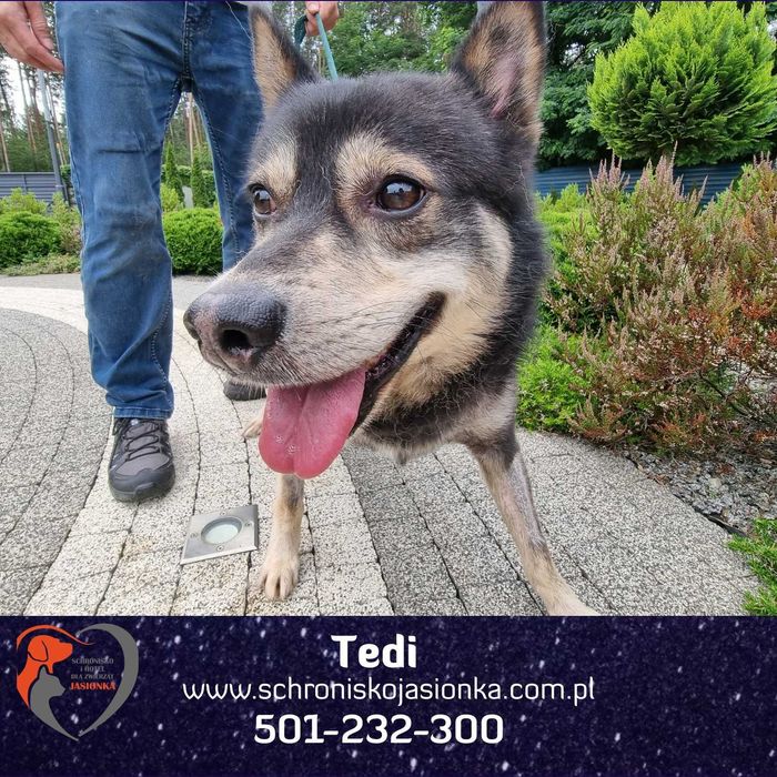 TEDI do adopcji Schronisko Jasionka