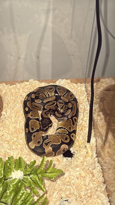 Sprzedam młodą samice węża wraz z terrarium i całym wyposażeniem