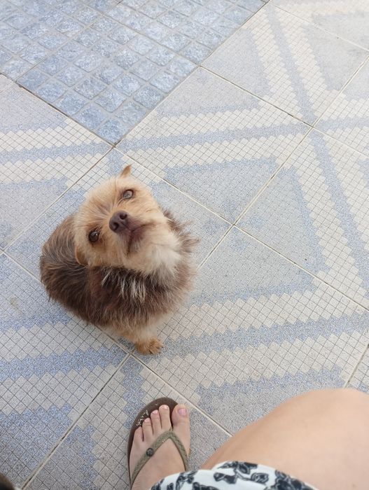 Dou 1 cãozinho femea