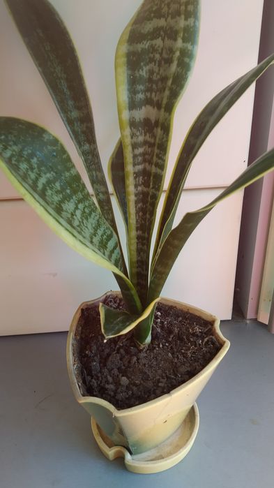 Квітка Сансиверія