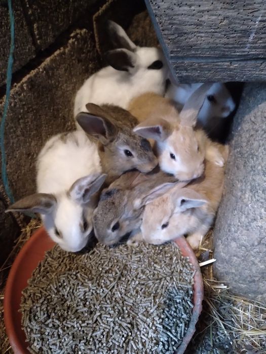 Coelhos com 2 meses