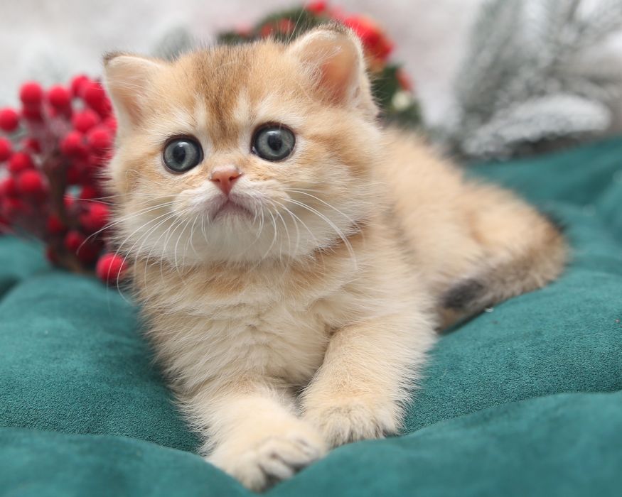 Шотландские котята в окрасе золотая шиншилла скоттиш фолд