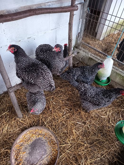 Vendo casal adultos raça Melines