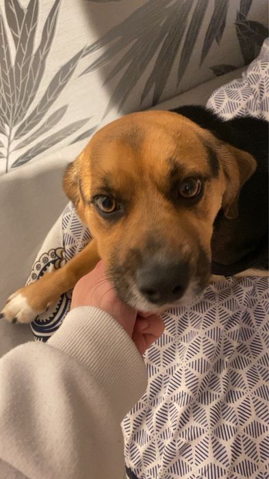 Oddam pieska- Beagle