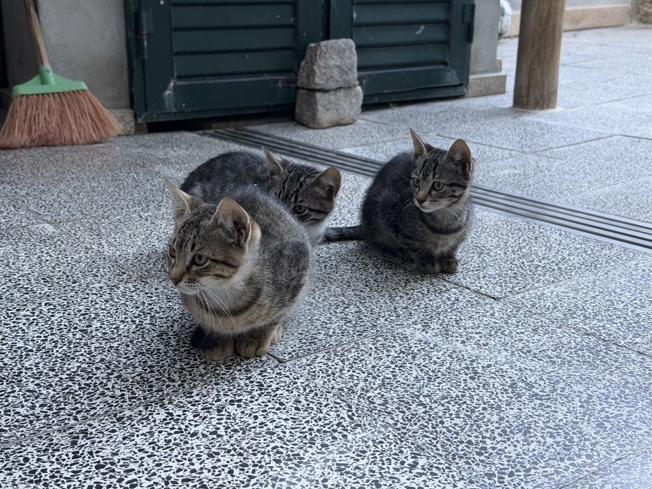 Gatas para adoção