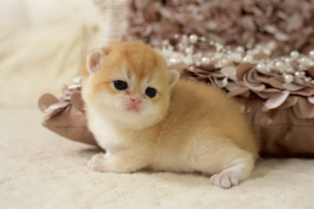 Британська кішечка золота шиншила NY12 ny11