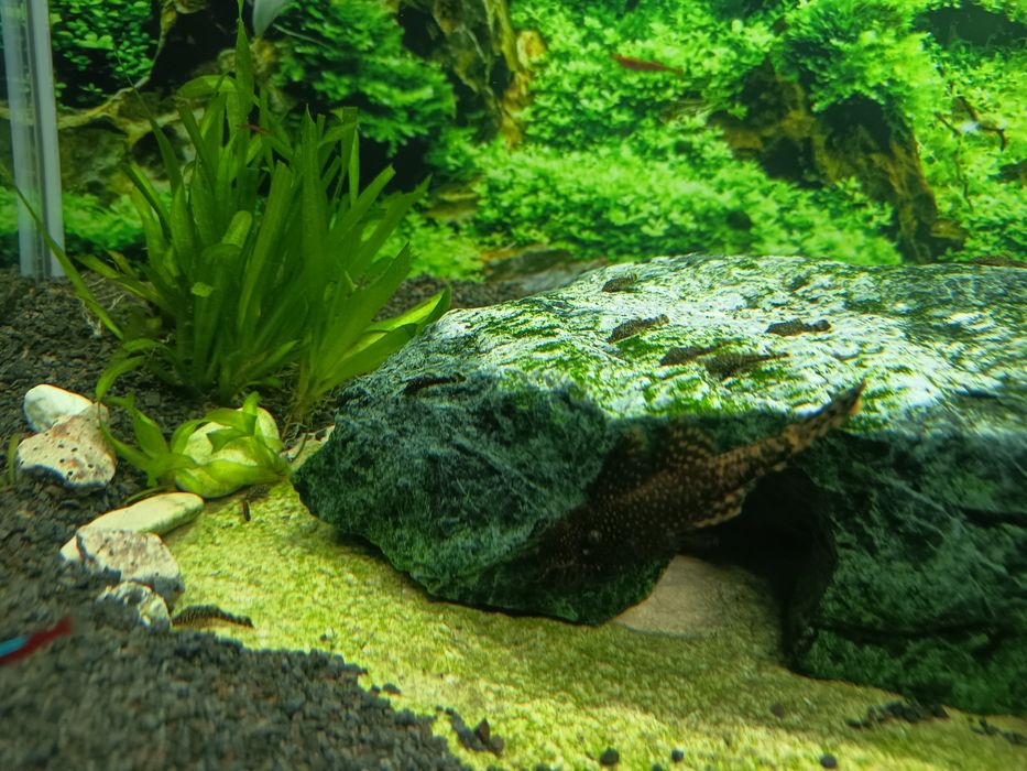 Akwarium grota kryjówka zbrojnik glonojad