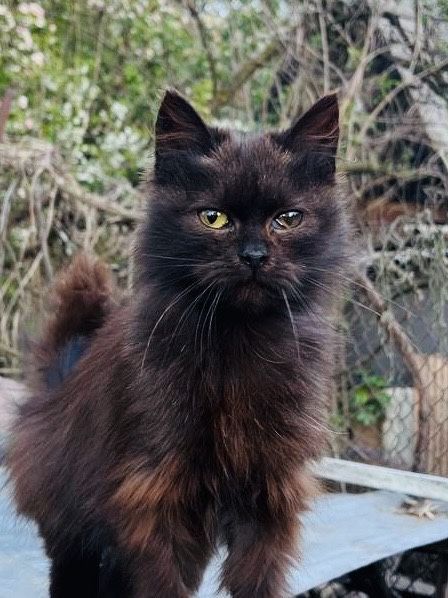 Кошенята , котики