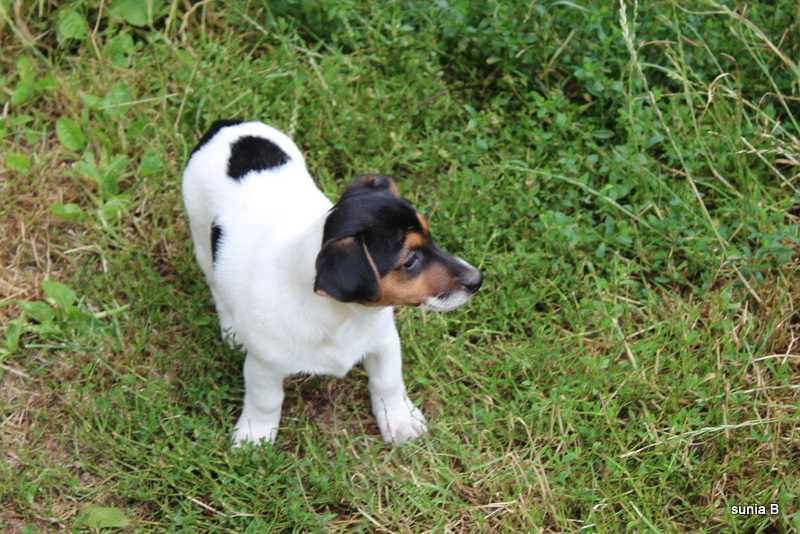 Jack Russell Terrier - sprzedam sliczna sunie
