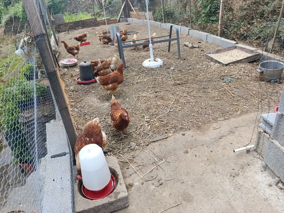 Ovos caseiros de galinhas isa brown