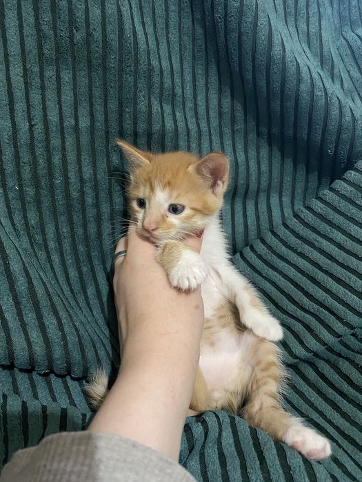 Котята ждут доброго друга