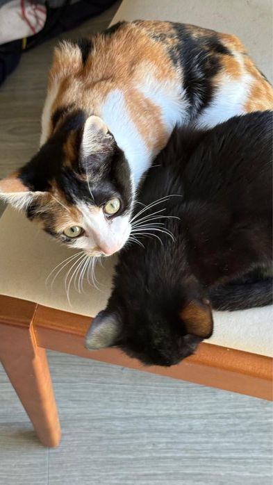 Duas Gatinhas de 5 Meses para Adoção Responsável