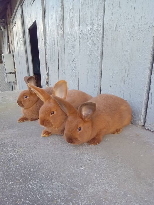 Продам Кролів Дорослі та молодняк