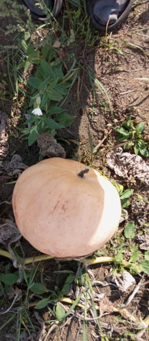 Dynia bambino świeża 1kg.