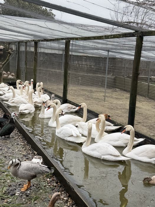 Cisnes pretos e brancos.