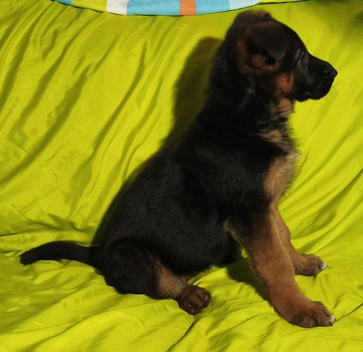 Pastor alemão fêmea