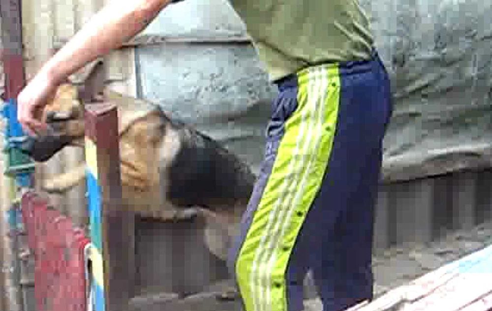 Індивідуальні  уроки  з Дресерування собак.