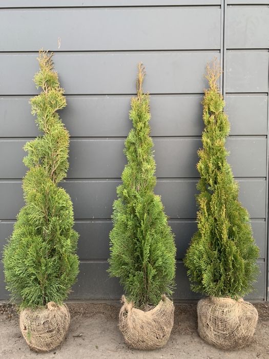 Thuja Tuja żywotnik Szmaragd Smaragd DUŻE 160 cm, 180 , 200 300cm DOWÓZ
