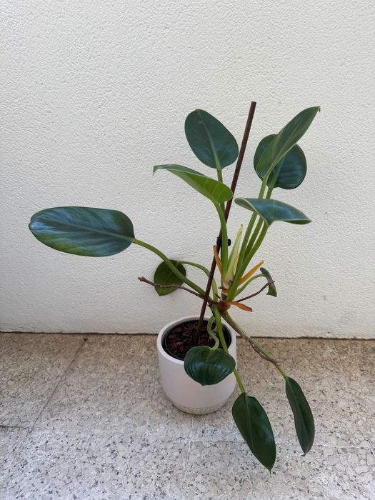 Ficus Benjamina + Philodendron — Plantas em vaso | Conjunto ou separado