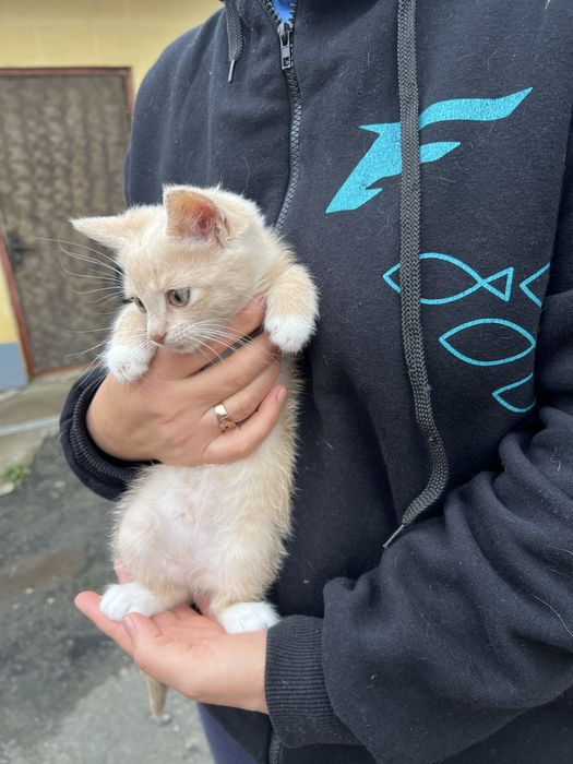 Віддам котеня, 1,5 місяці