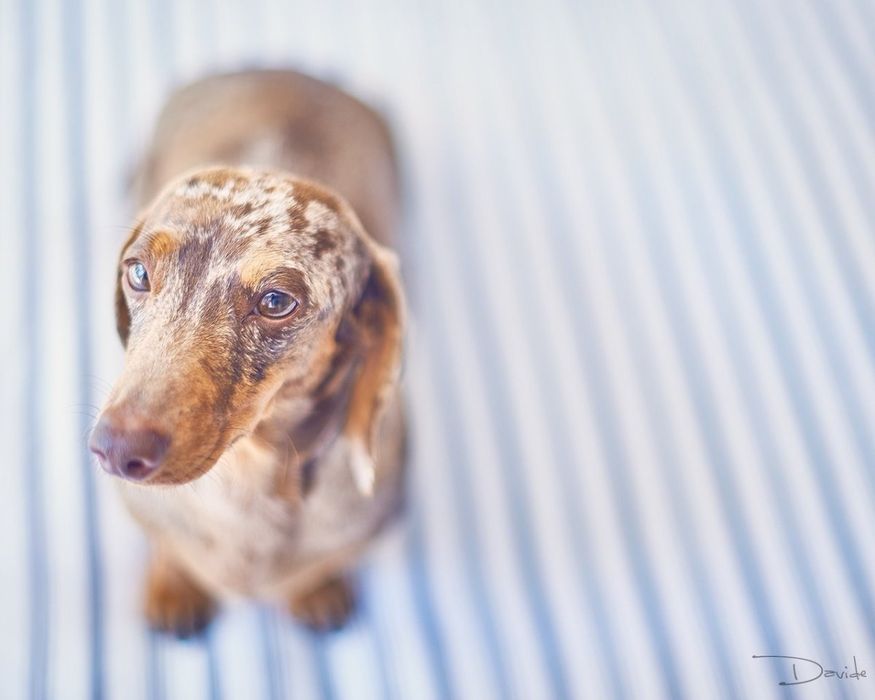 Малюк з позитивним характером шукає господаря.