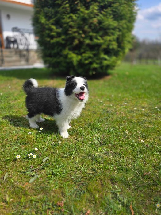 Border Collie ZKWP FCI pies