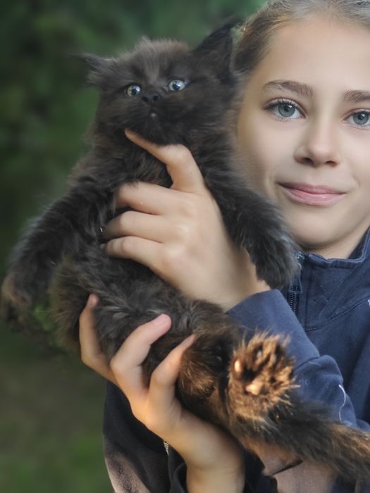 Метис Мейнкун 7000