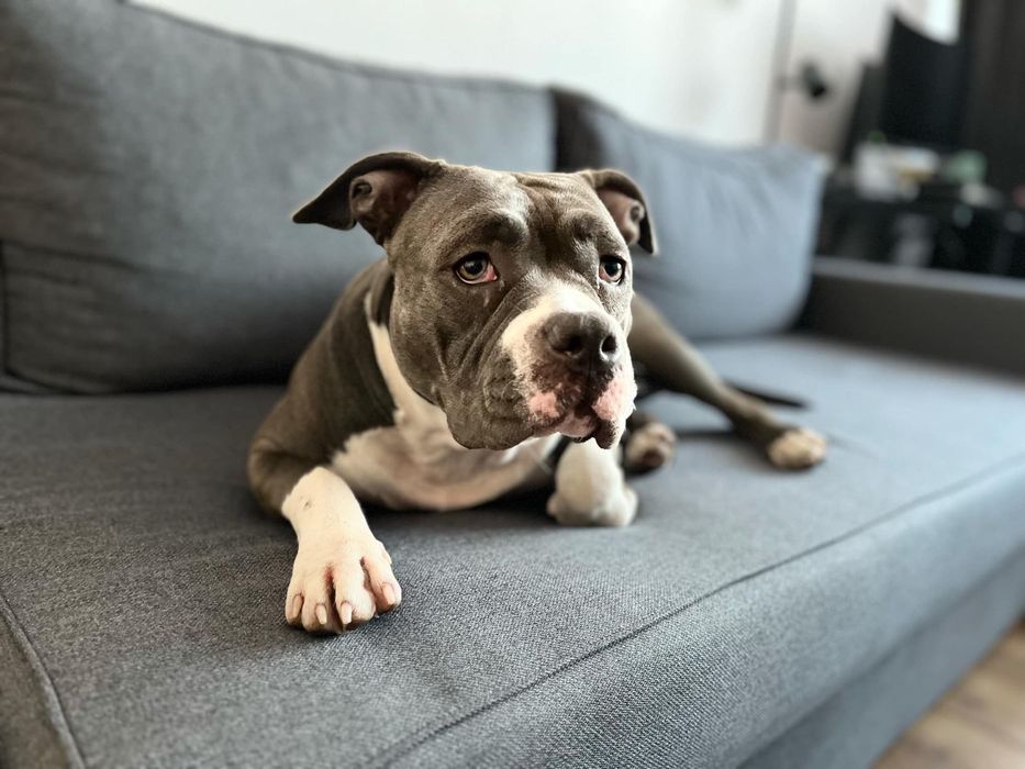 Spokojna sunia rasy Amstaff szuka domku