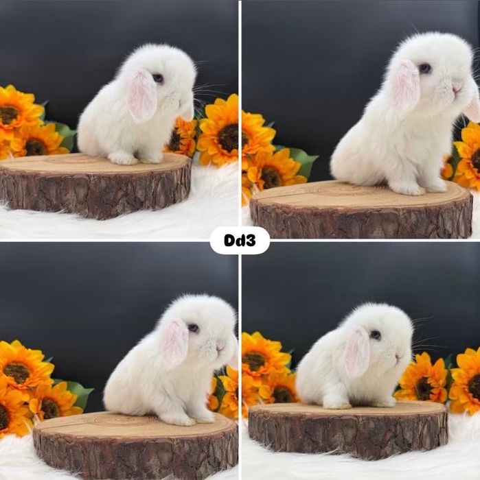 Króliki Mini Lop