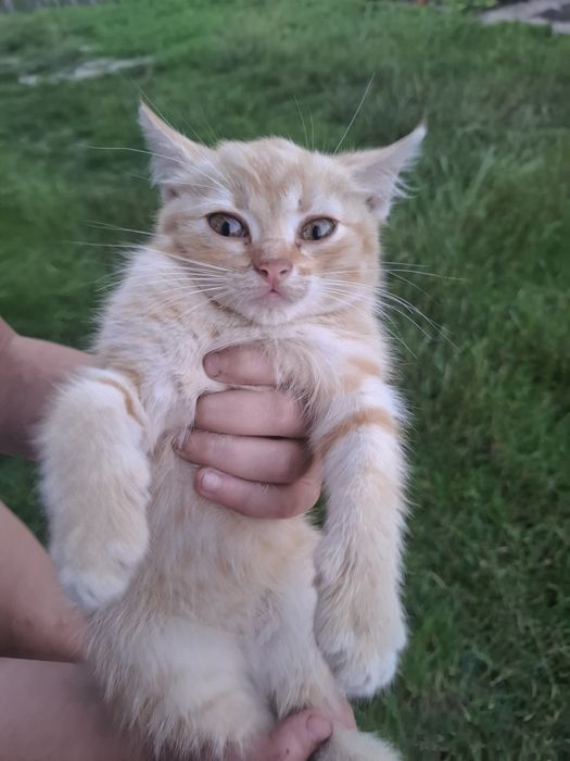 Вітдам котиків в добрі руки