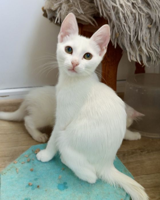 Белый глухой котенок 3,5мес біле кошеня котик котята белая кошечка біла кішечка