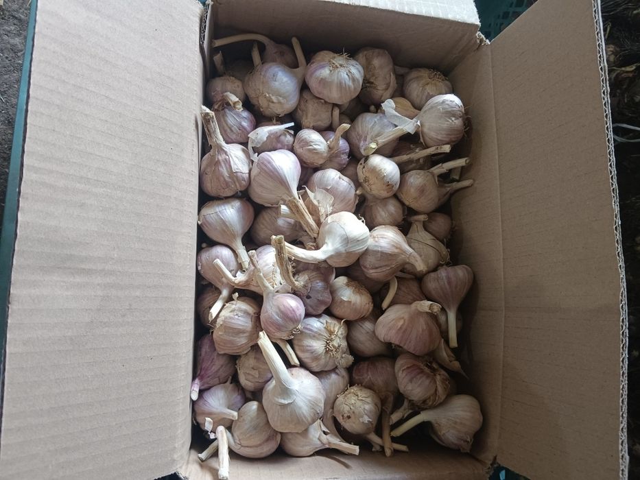 Czosnek Harnaś 50 sztuk 4,0 cm przesyłka olx Tanio!