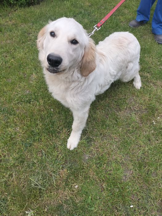 Pies Golden Retriever