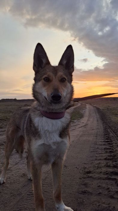 Віддам молоду стерилізовану собаку