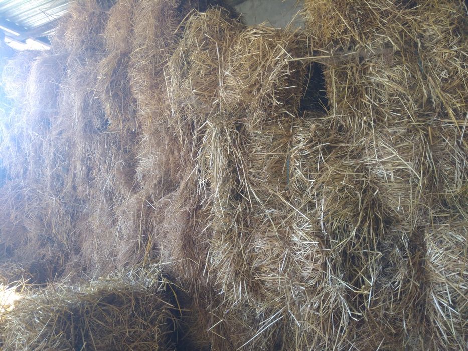 Fardos feno muito boa qualidade